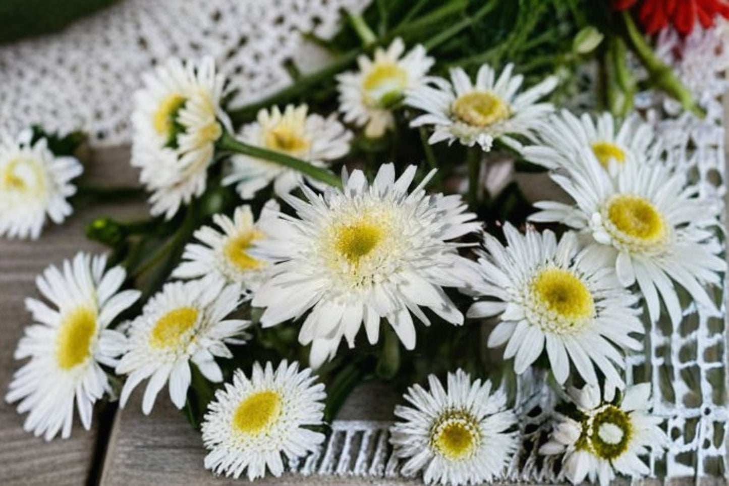 Shasta Daisy 1 Plant – Leucanthemum superbum | Perennial White Flower for Full Sun Gardens