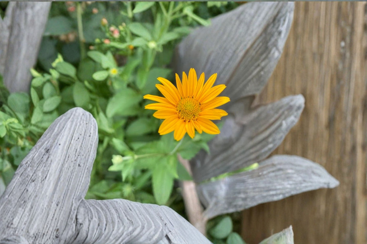 Early Sunflower Seeds 100 Count Yellow Heliopsis helianthoides Perennial Wildflower Pollinator Plant for Sunny Gardens