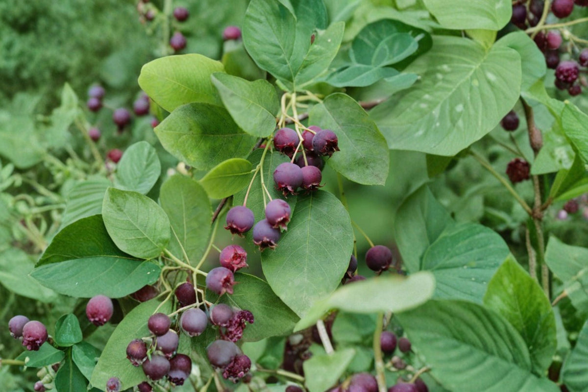 Serviceberry Cuttings 8 Pack - Amelanchier - Edible Berry Shrub - Deciduous Plant for Propagation - White Flowers