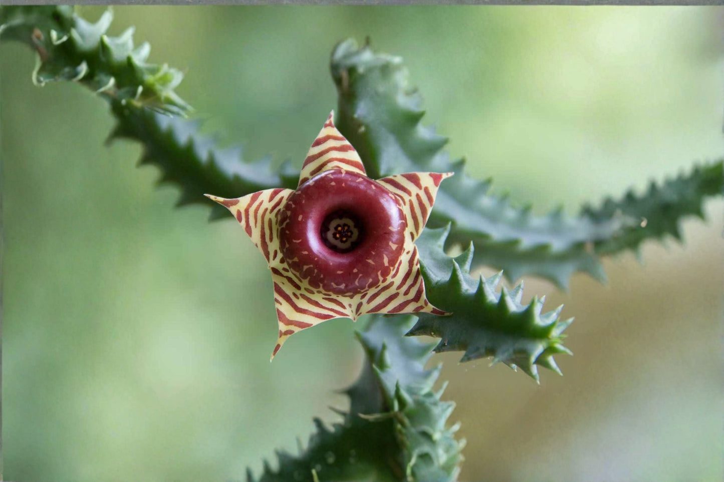 Huernia zebrina 3 Offsets – Compact Succulent with Star-Shaped Flowers