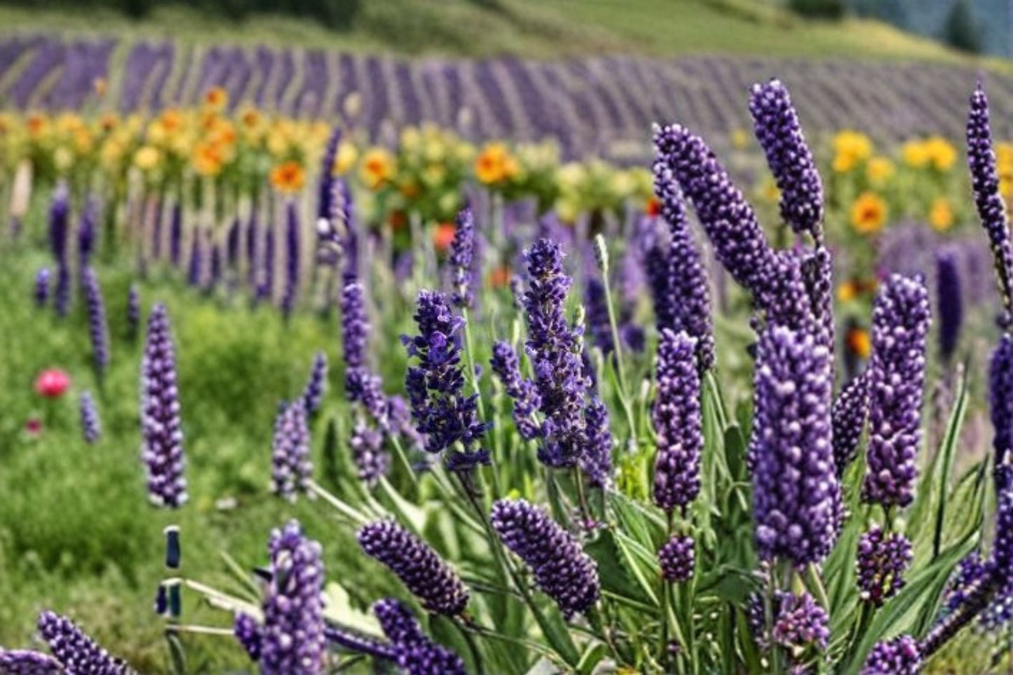 Blue Spear Lavender Plant – Fragrant Perennial Herb with Purple Flowers, Lavandula angustifolia