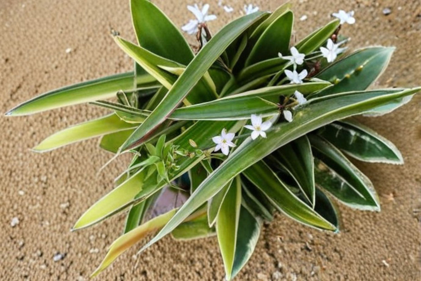Spider Plant Variegated - Chlorophytum comosum Indoor Houseplant with Green and Cream Striped Foliage