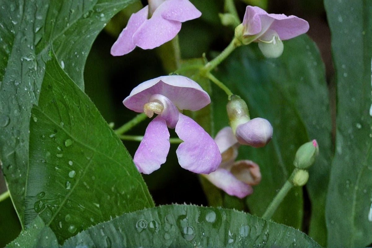 Wild Kidney Bean Seeds - 5 Pack Climbing Vine - Phaseolus polystachios - Native Perennial Garden Planting