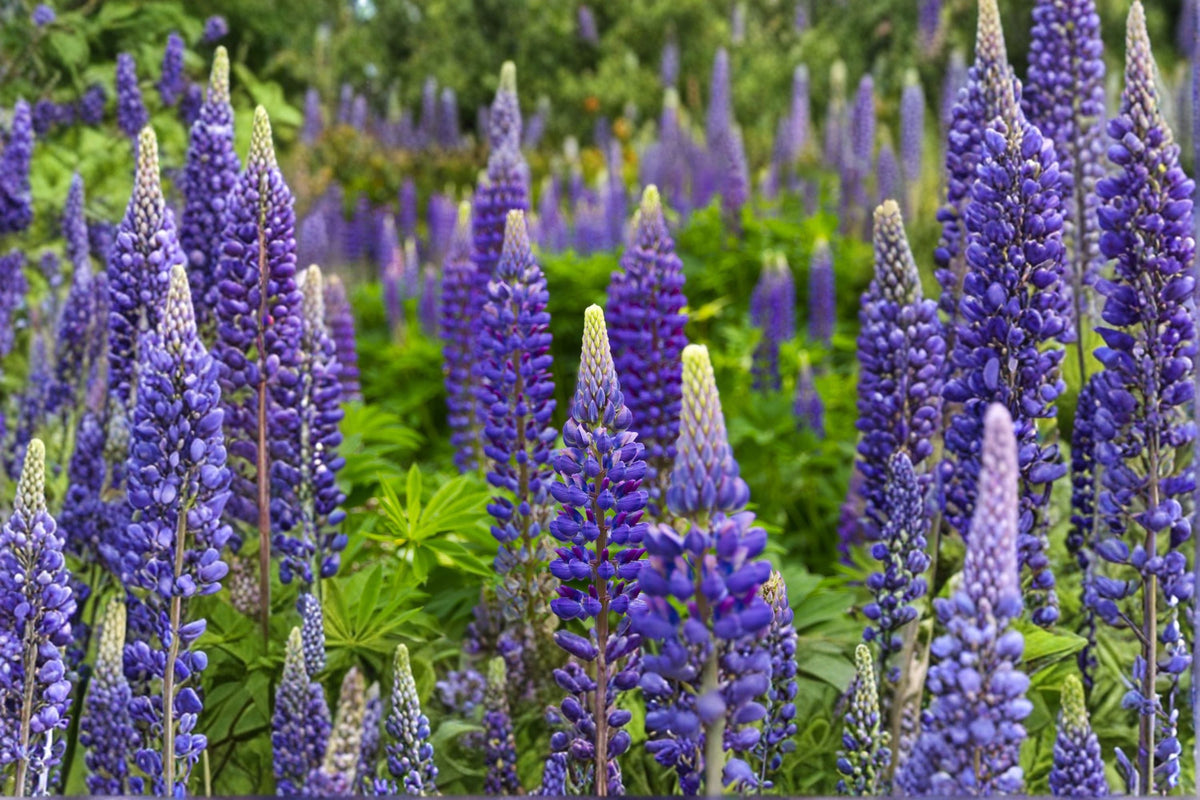 Blue Lupine Seeds - 25 Count - Native Perennial Wildflower - Lupinus perennis - Blue Flower for Garden and Pollinator Plants