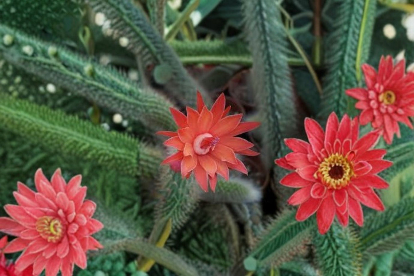Hildewintera Mini Cactus Plant – Compact Trailing Hildewintera Hybrids for Containers