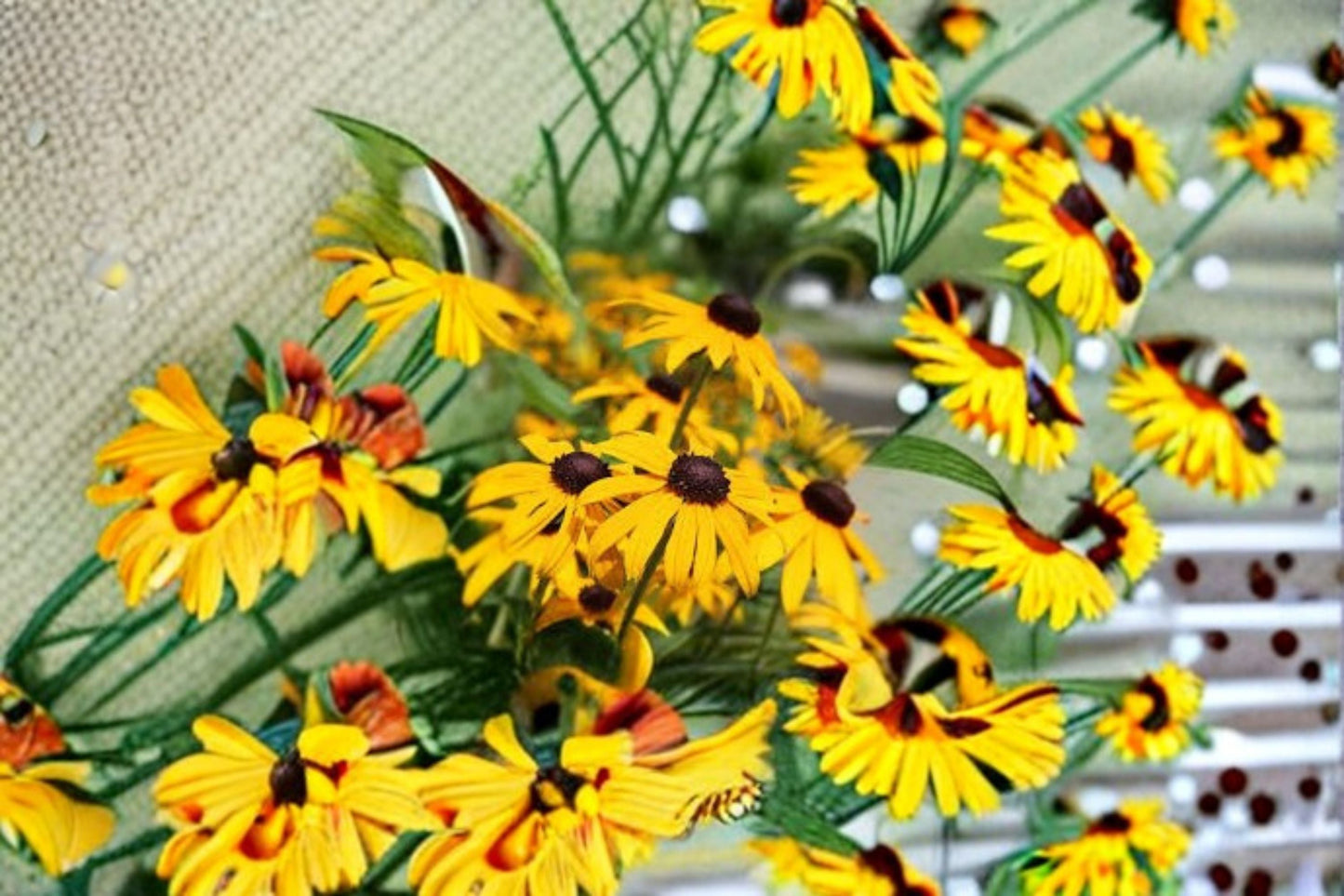 Black Eyed Susan Plant – Rudbeckia hirta, Native Yellow Summer Bloom Perennial