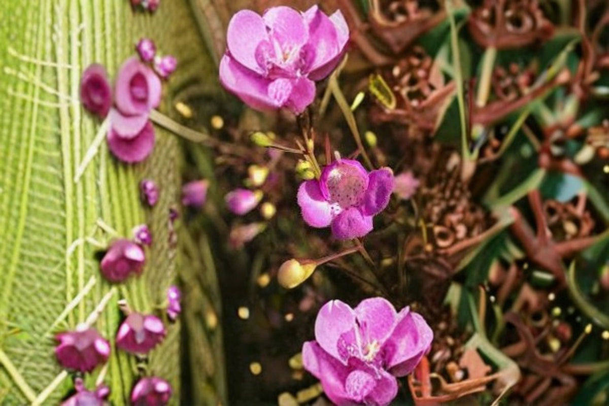 Slender False Foxglove Seeds 250 Pack - Pink Wildflower Seeds (Agalinis tenuifolia) for Native Garden Planting