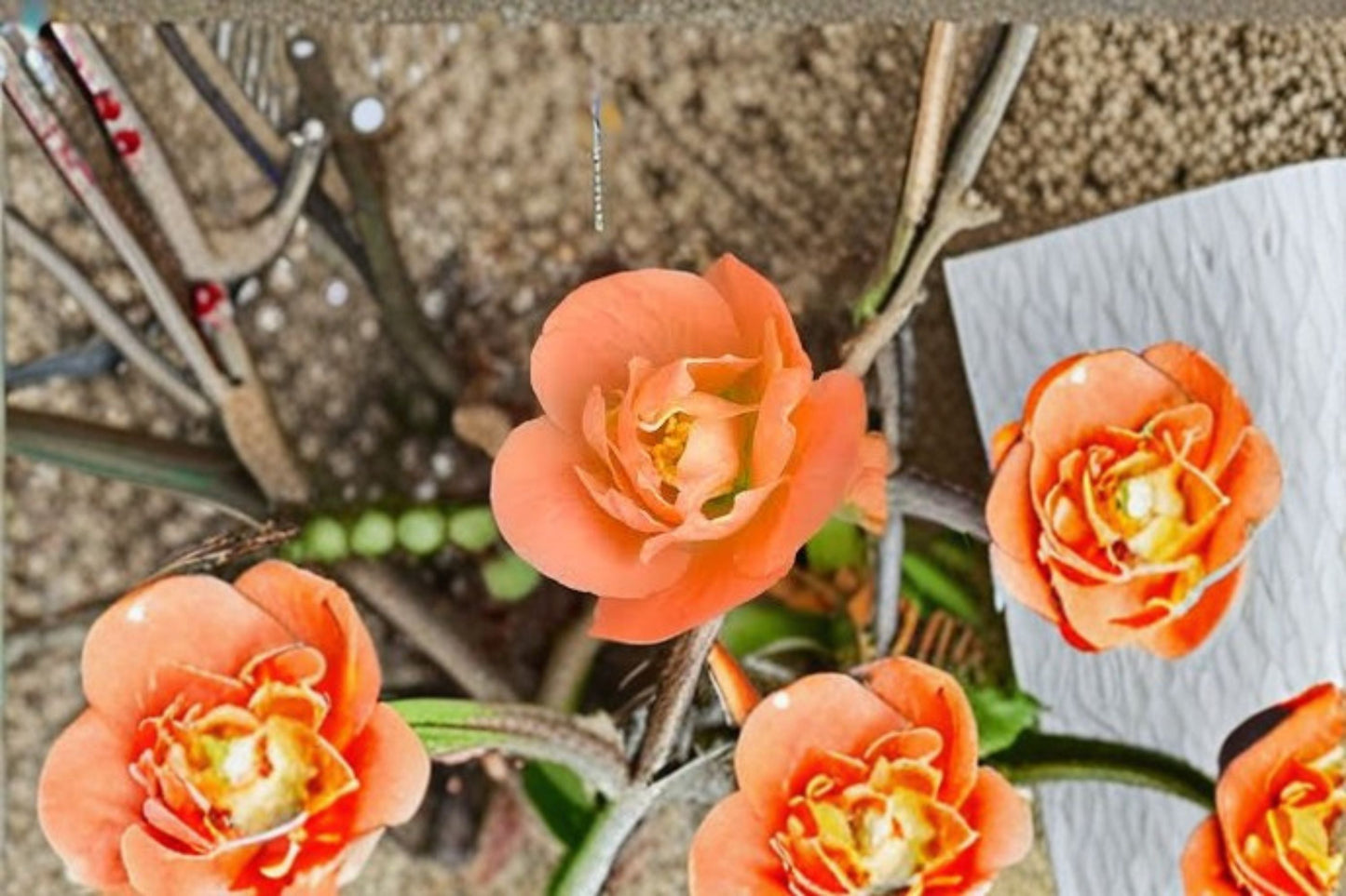 Cameo Flowering Quince Live Plant - Chaenomeles speciosa 'Cameo' - 3.5 Inch Pot