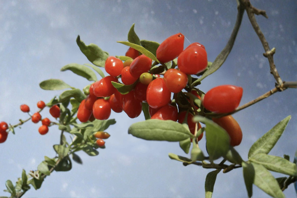 Goji Berry Cuttings - 10 Propagation-Ready Cuttings - Lycium barbarum - Edible Berry Shrub for Home Garden
