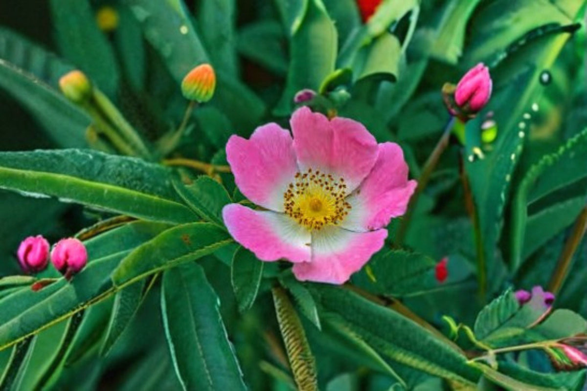 Prairie Wild Rose Seeds - 15 Pink Native Flower Seeds for Garden Planting - Rosa arkansana Perennial Shrub