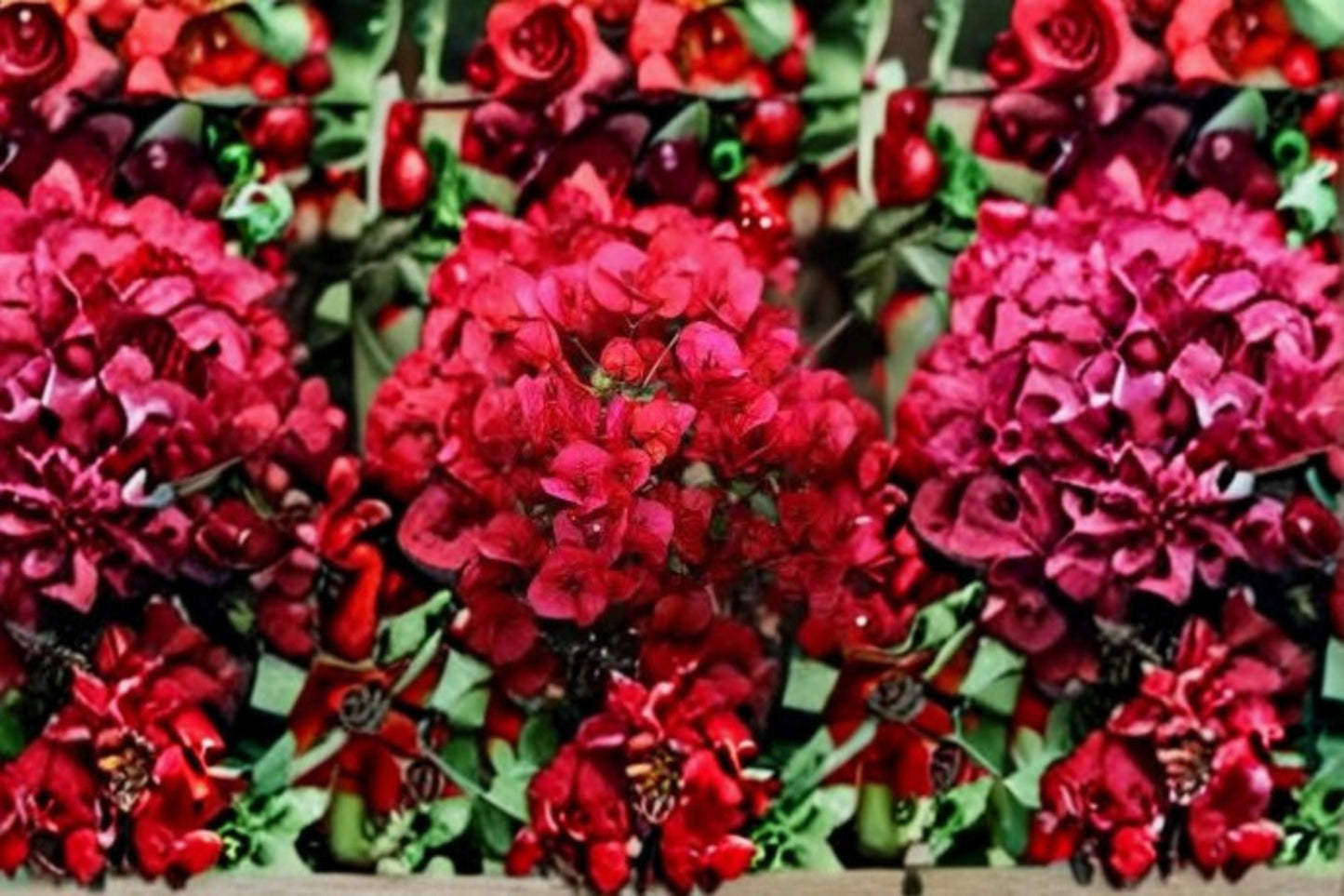 Crimson Bougainvillea Cutting – Bougainvillea spectabilis Climbing Vine with Red Bracts