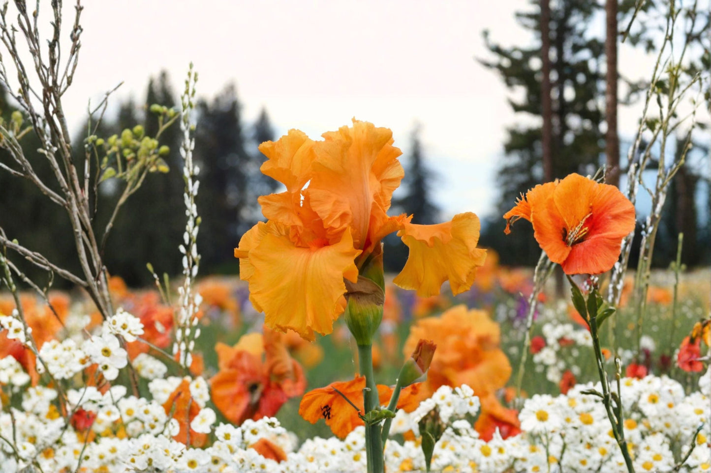 Coup de Soleil Iris Live Plant – Orange Bearded Iris Perennial Flower