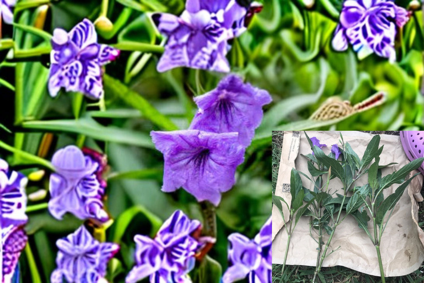 Mexican Petunia 12 Cuttings – Ruellia simplex Perennial Flowering Plant with Purple Blooms