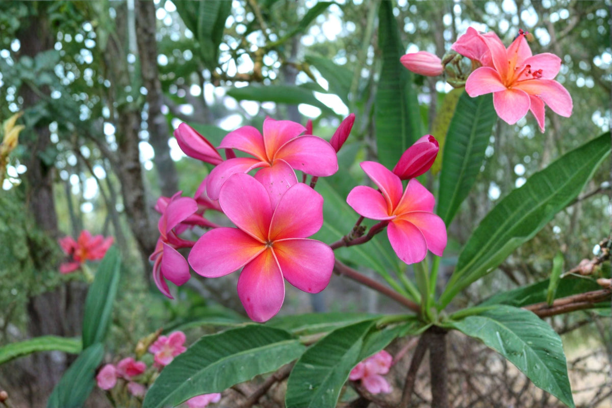 Pink Plumeria Cutting 10 Inches Double Head - Plumeria rubra - Fragrant Tropical Flowering Tree