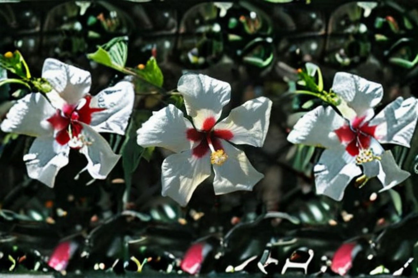 White Wing Hibiscus Plant – Hibiscus rosa-sinensis ‘White Wings’ Evergreen Shrub