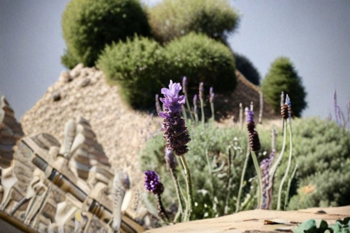 Goodwin Creek Lavender Plants - Lavandula x ginginsii ‘Goodwin Creek Grey’ Perennial Herb for Full Sun Gardens