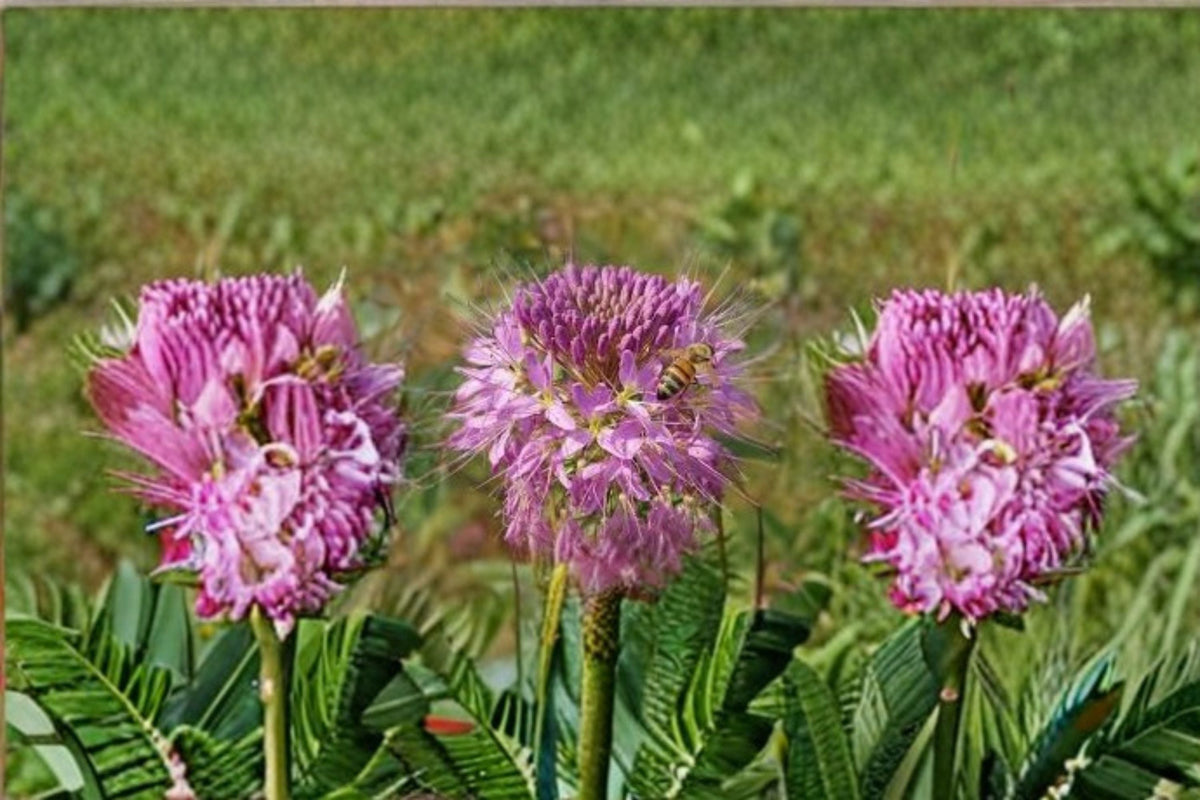 Rocky Mountain Bee Plant Seeds - 75 Cleome Serrulata Pink Purple Native Annual Wildflower Garden Seeds for Meadows