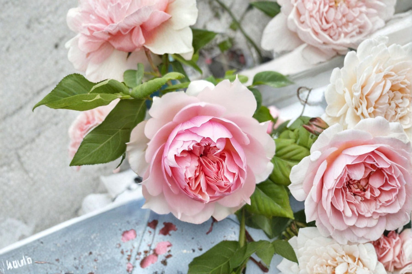 Monique Darve Rose Live Plant – Elegant Pink Garden Rose