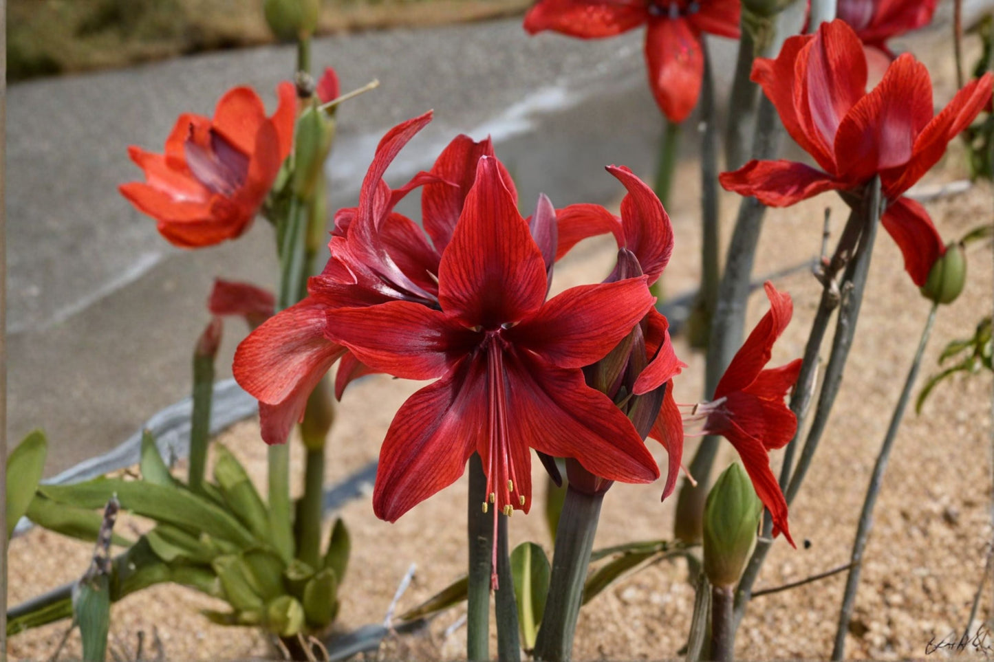 Red Amaryllis Bulbs – Hippeastrum Lily Live Bulbs for Indoor & Patio