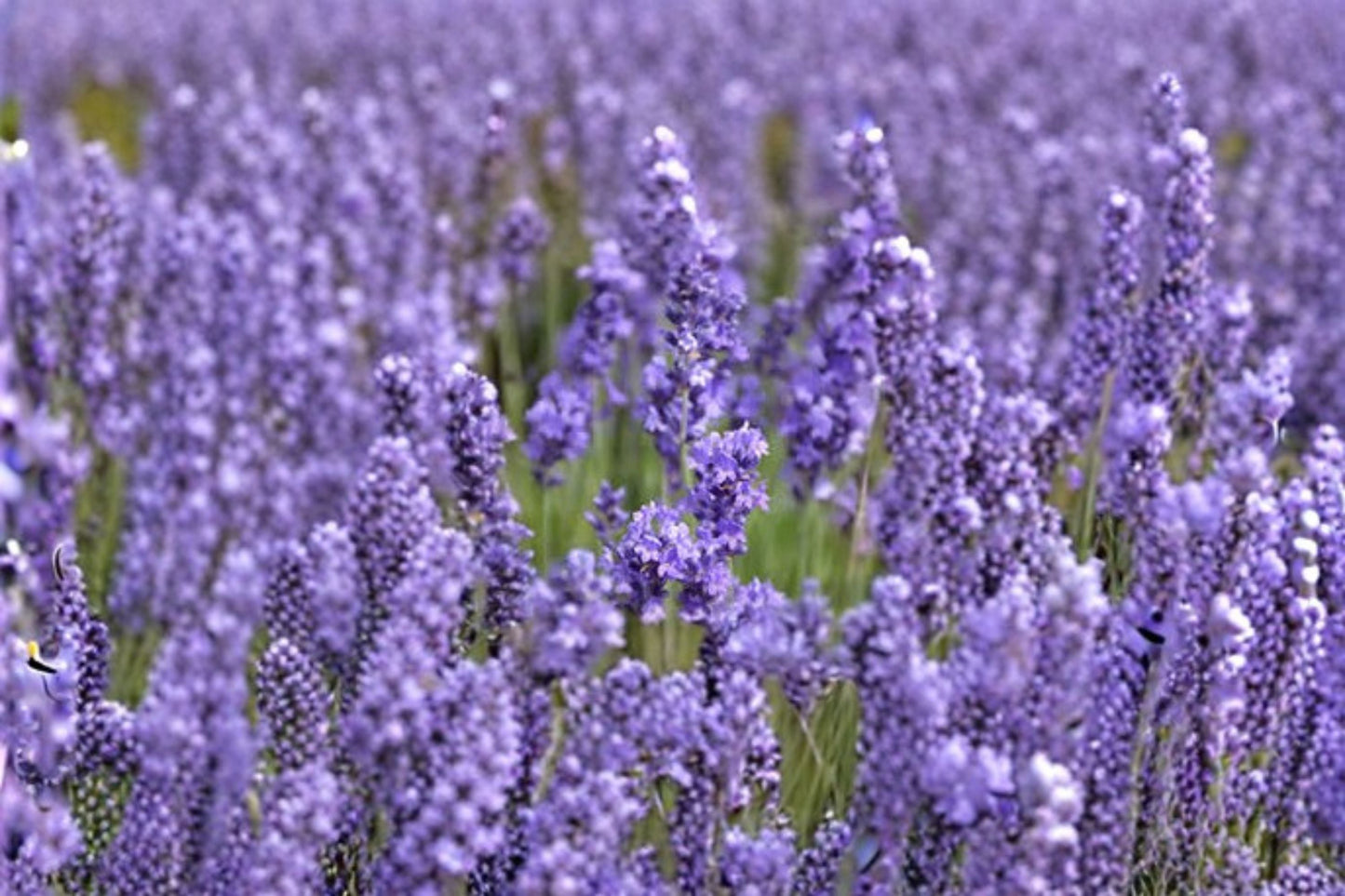 Annet Lavender Plant – Lavandula angustifolia, Fragrant English Lavender for Garden Beds & Containers