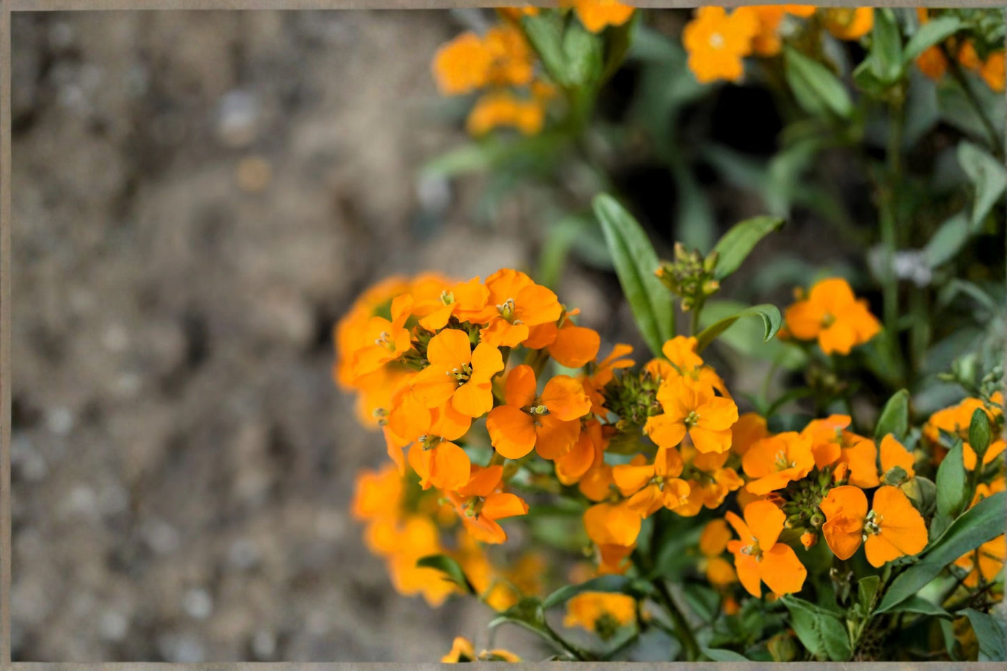 Wormseed Wallflower Plant – Erysimum cheiranthoides, Fragrant Perennial for Sunny Gardens
