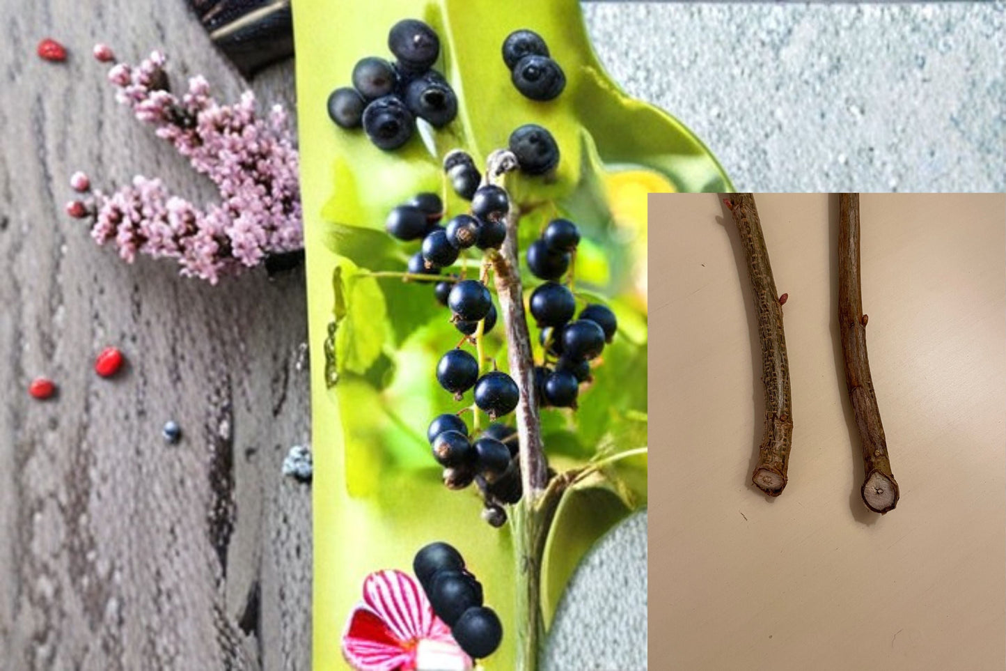Black Currant 12 Cuttings – Ribes nigrum Deciduous Fruit Shrub for Garden Propagation