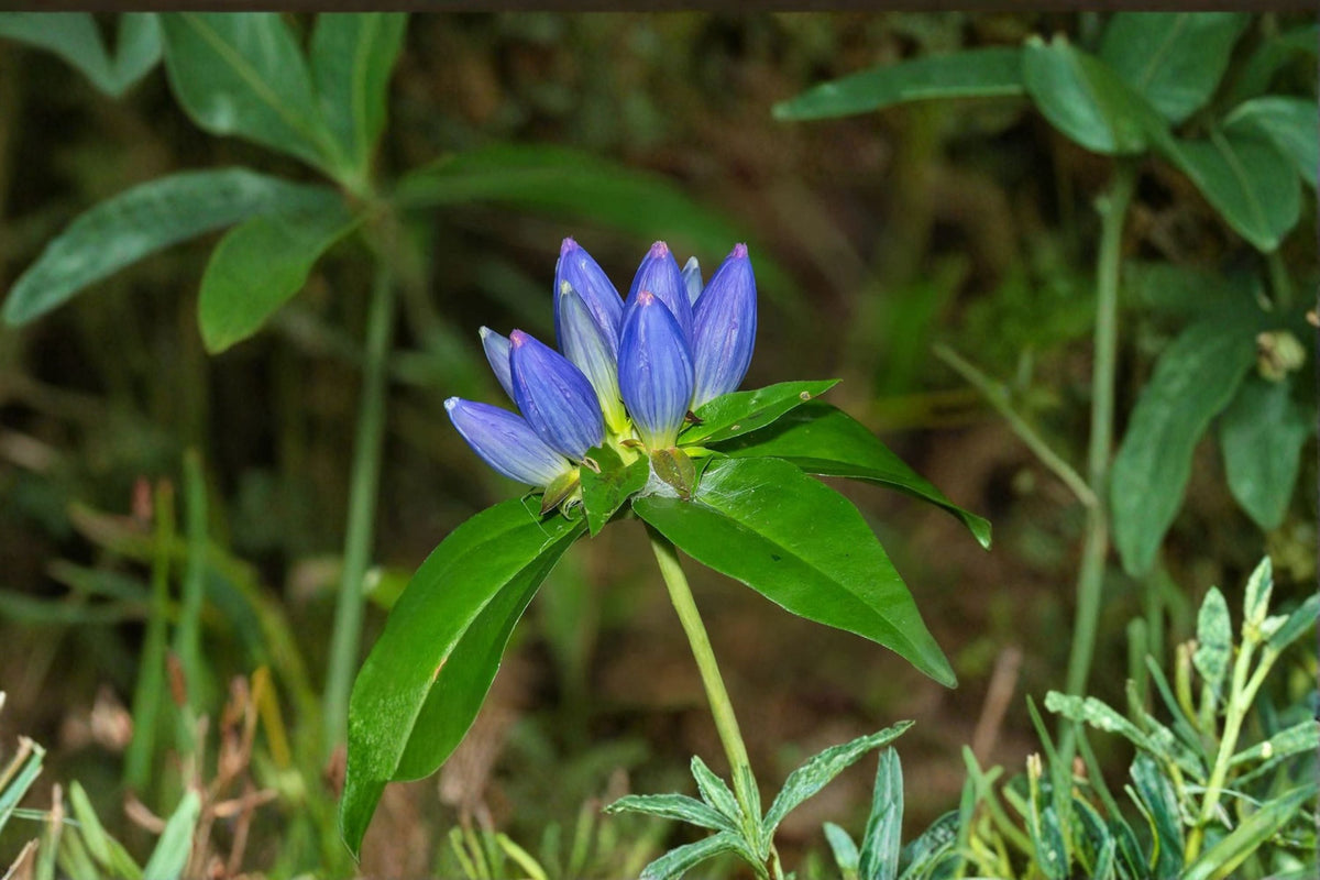 Bottle Gentian Seeds 100 Count, Blue Native Wildflower (Gentiana andrewsii), Perennial Garden Flower Planting
