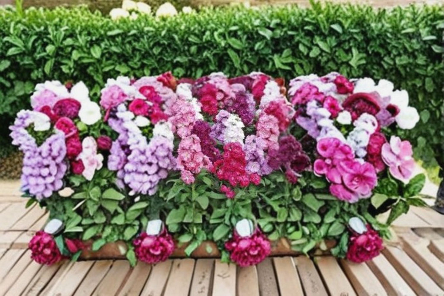 Stock Flower Plant – Matthiola incana | Fragrant Cool-Season Blooms for Garden Beds & Containers