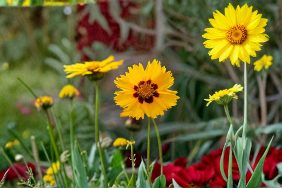 Lance Leaf Coreopsis Seeds - Dwarf Yellow Perennial Wildflower (Coreopsis lanceolata) - 50 Seeds for Pollinator Gardens