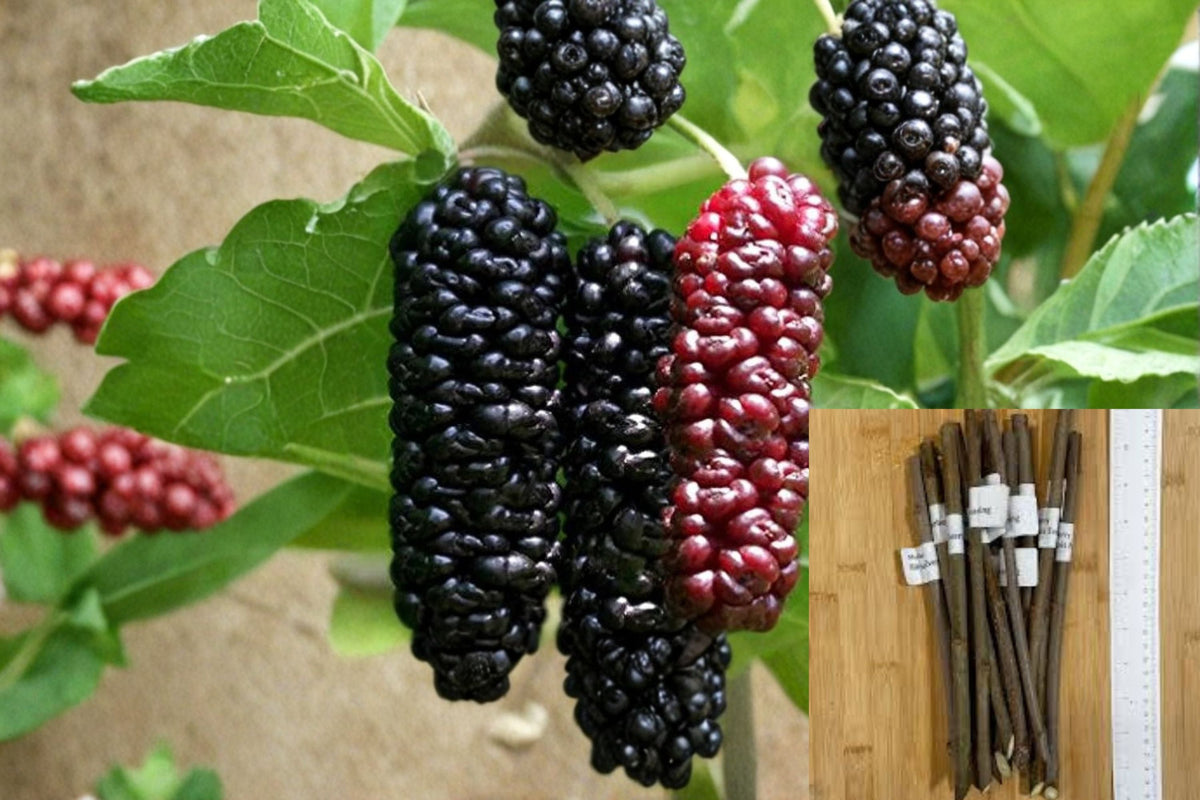 Illinois Everbearing Mulberry Cuttings - 10 Dormant Cuttings - Morus alba - Fruit Tree for Home Orchard, Edible Berries