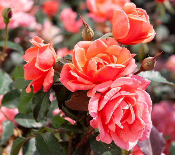 Coral Floribunda Rose Cuttings β 4 Unrooted Grafting or Rooting Rose Starts for Garden, Flower Bed, Container, Rosa hybrida