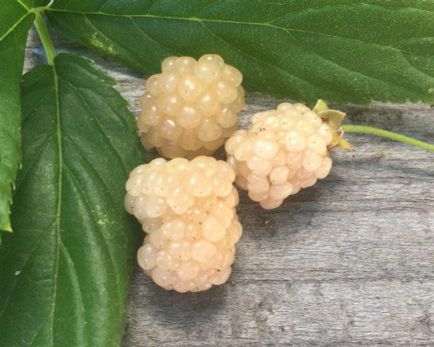 Snowbank White Blackberry Plant | Live Bare Root Rubus 'Snowbank' | Rare White Berries for Garden, Patio, or Orchard