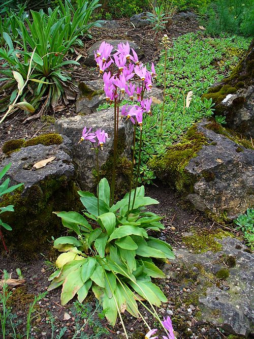 Dodecatheon meadia Seeds β Midland Shooting Star Native Wildflower for Pollinator Gardens, Prairie & Woodland Restoration, 100 Seeds