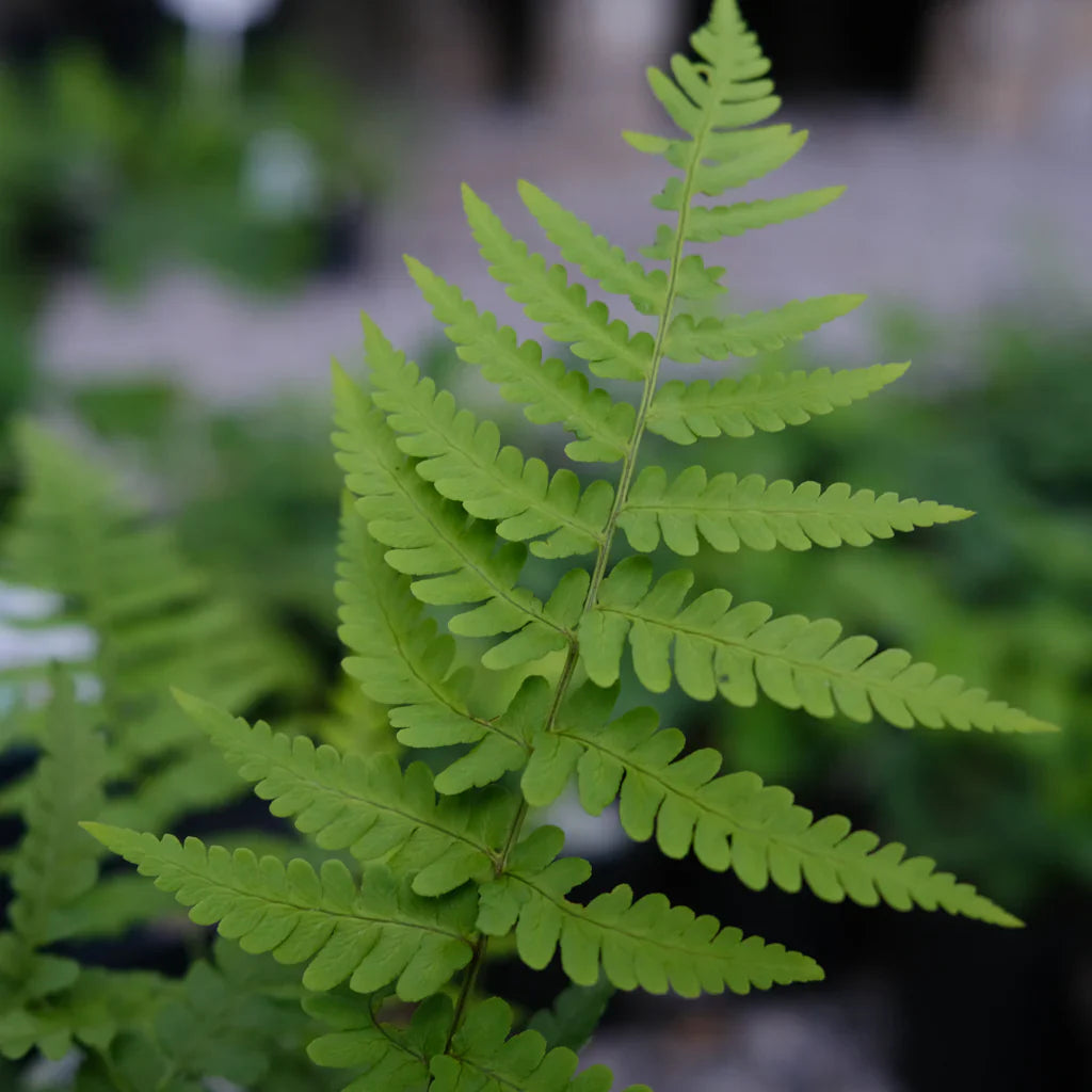 Bare Root Leatherwood Ferns Set of 5 | Native Dryopteris marginalis | Shade Garden, Woodland Perennial, Deer Resistant