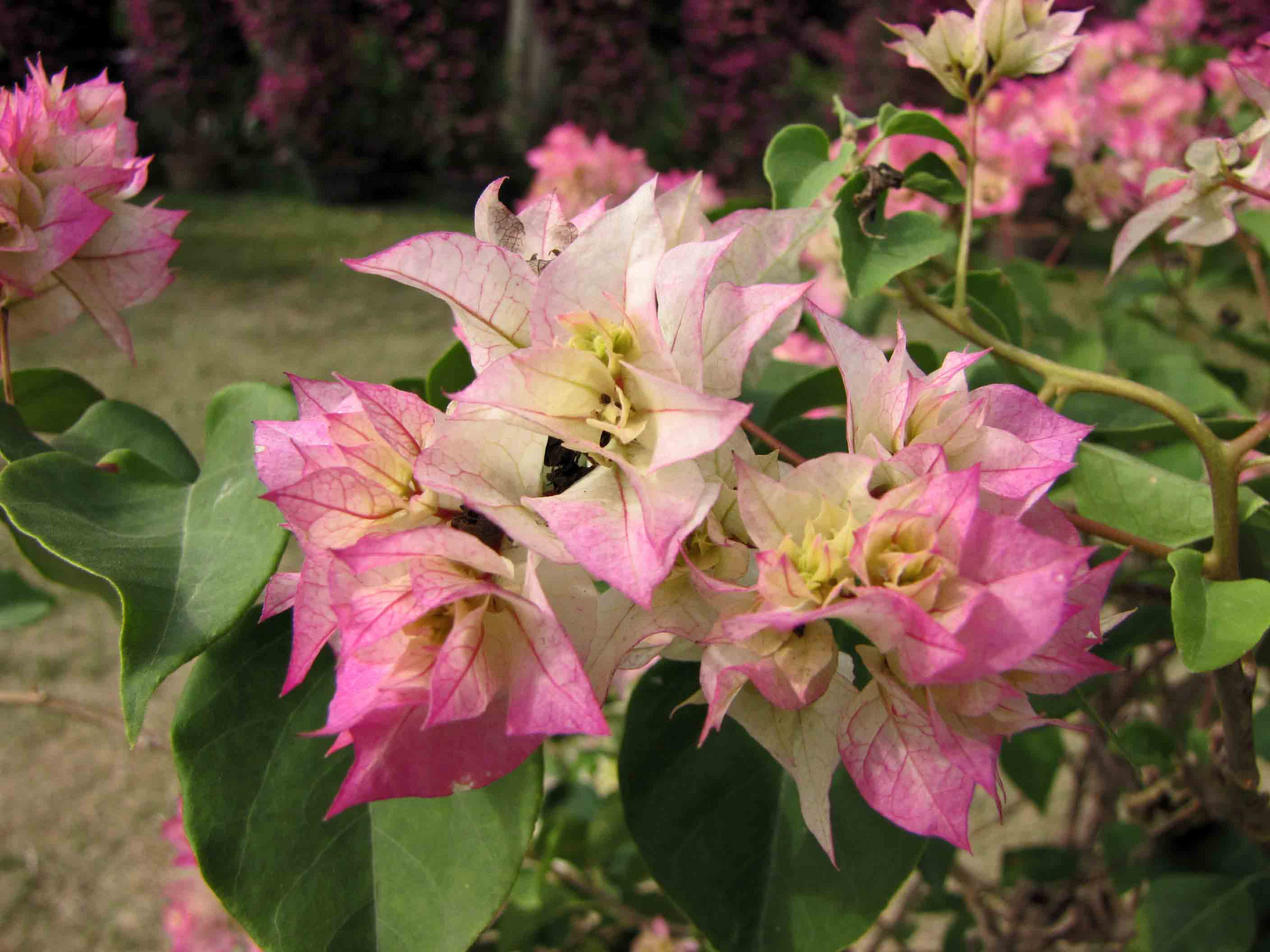 Cherry Blossom Bougainvillea Rooted Starter Plant – Live Tropical Flowering Vine