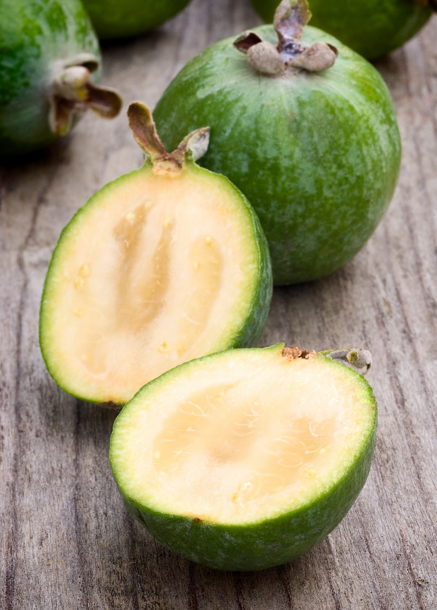 Pineapple Guava Plant, Edible Fruit & Flowers, Feijoa sellowiana, Small Evergreen Shrub for Garden or Container