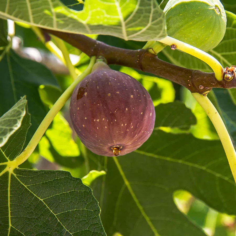 Dwarf Fig Tree Live Bare Root Plant Ficus carica Compact Patio Container Small Garden