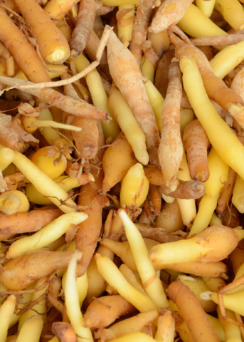 Finger Root Rhizome – Boesenbergia rotunda – Aromatic Medicinal Herb for Cooking & Traditional Medicine