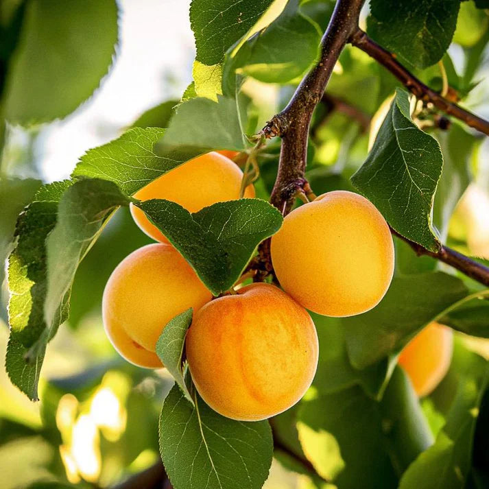 5 Flavor Delight Aprium Scions β 3β6" Unrooted Grafting Cuttings, Apricot x Plum Hybrid, Rare Fruit Tree Budwood