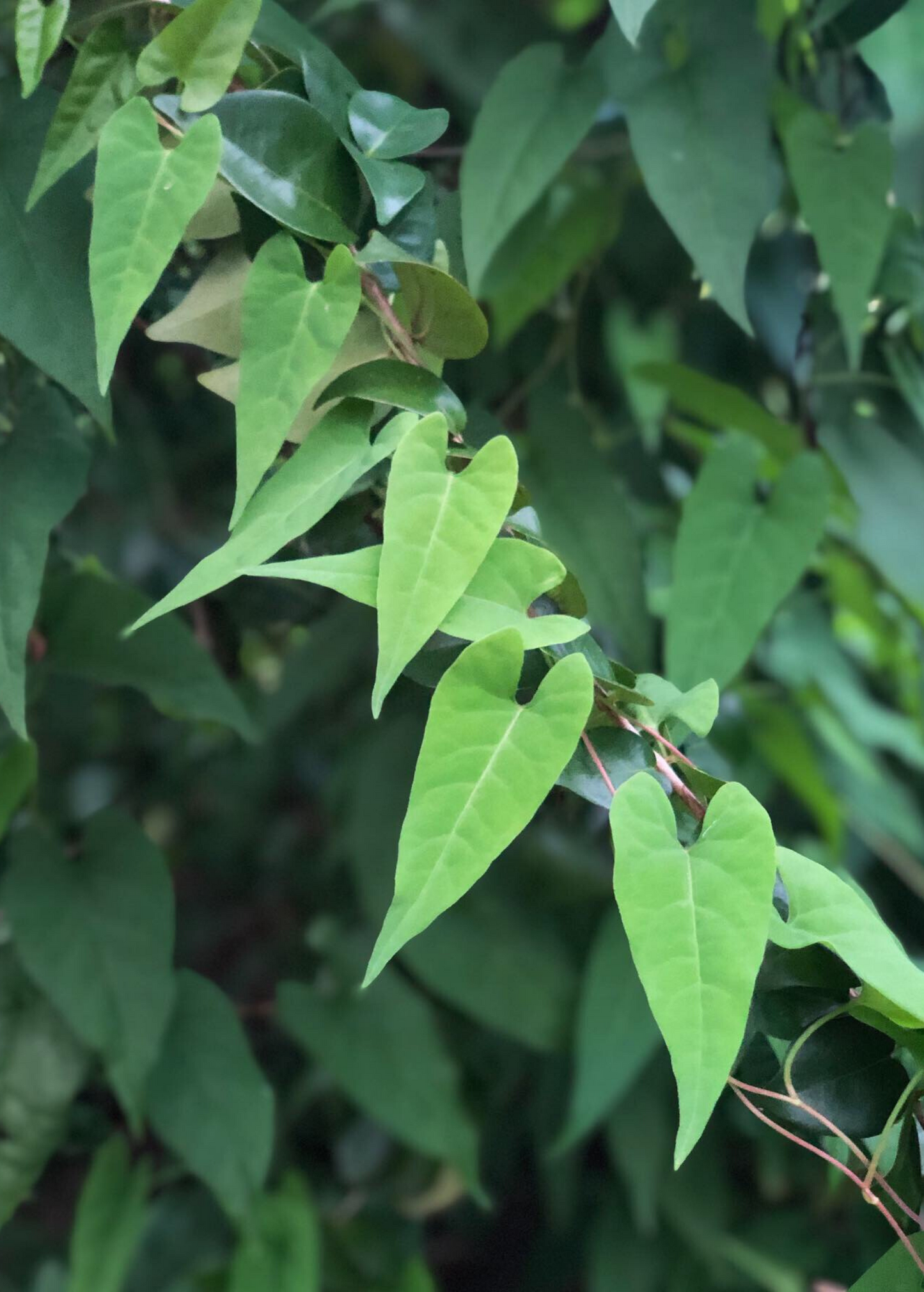 Fo-Ti Herb Plant, Polygonum multiflorum, Vining Perennial with Red Stems, Heart-Shaped Leaves, White/Pink Flowers