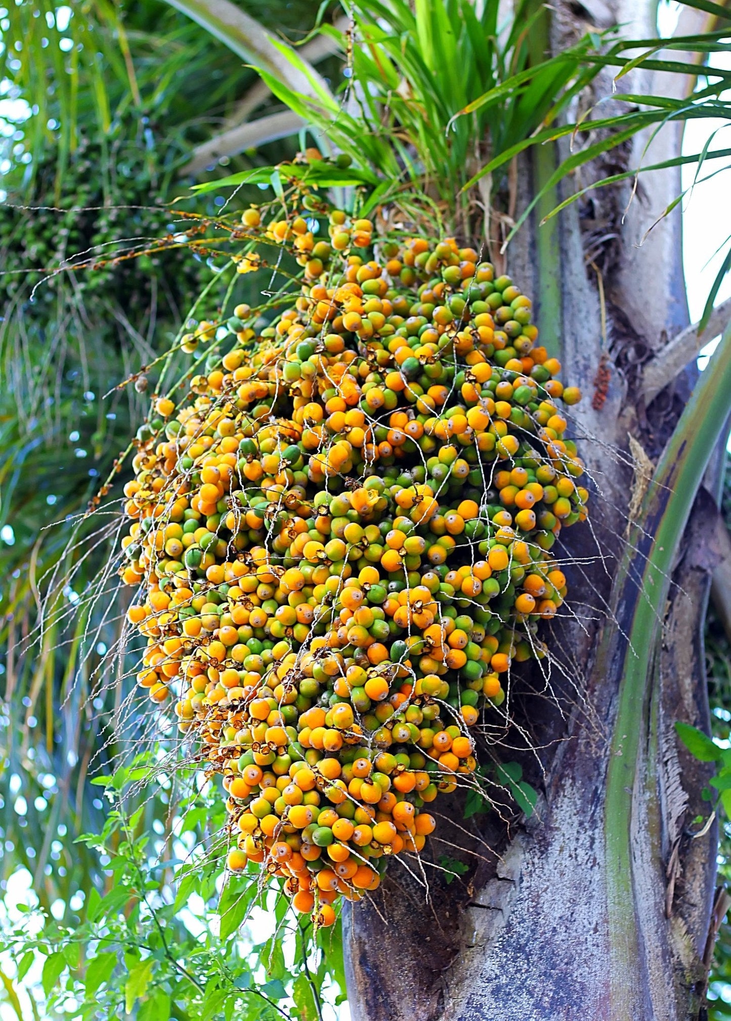 Jelly Palm (Butia capitata) - Ornamental Fruit-Bearing Palm with Feathery Fronds