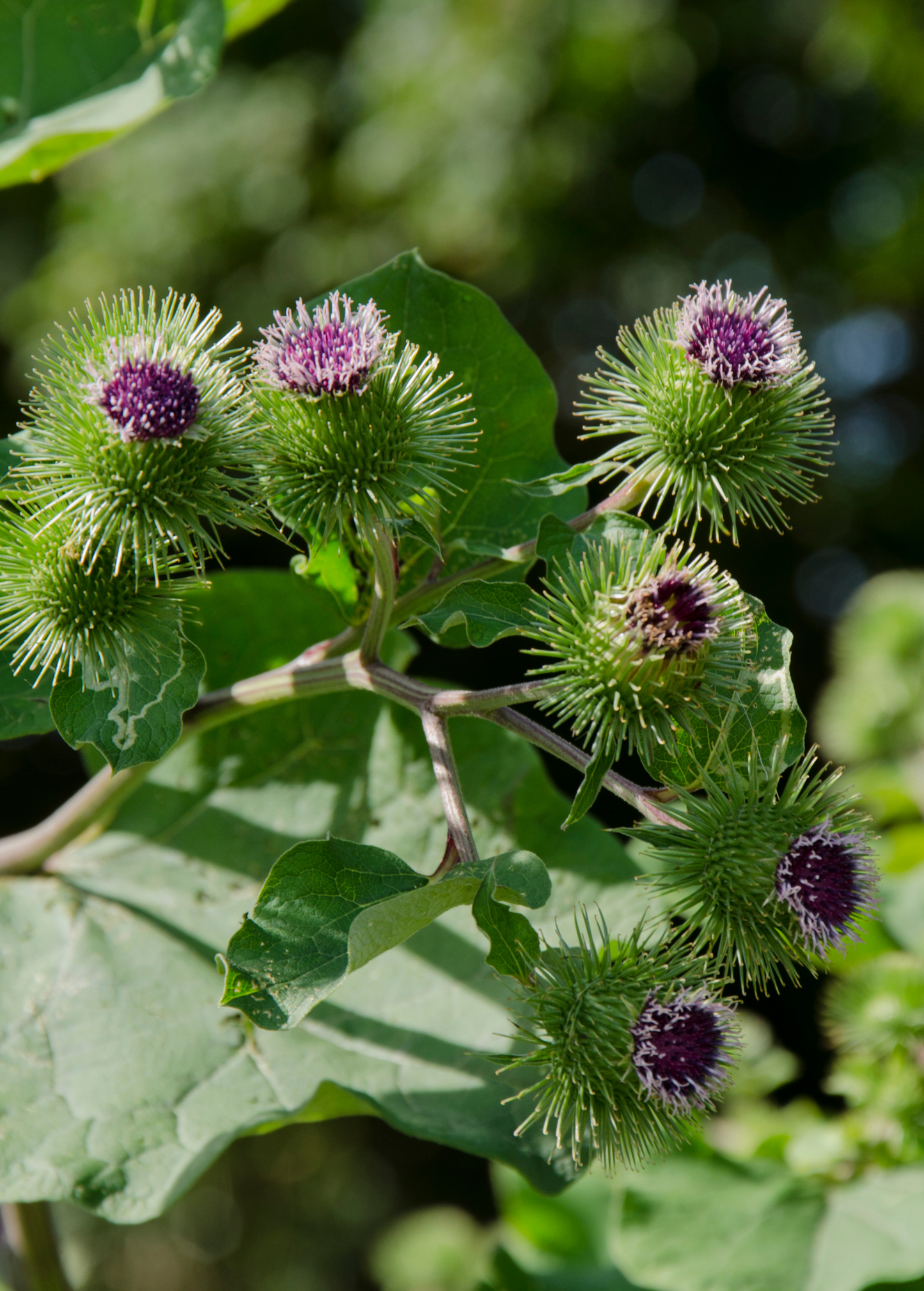 Greater Burdock Root Plant with Edible Greens, Medicinal Herb, Arctium lappa