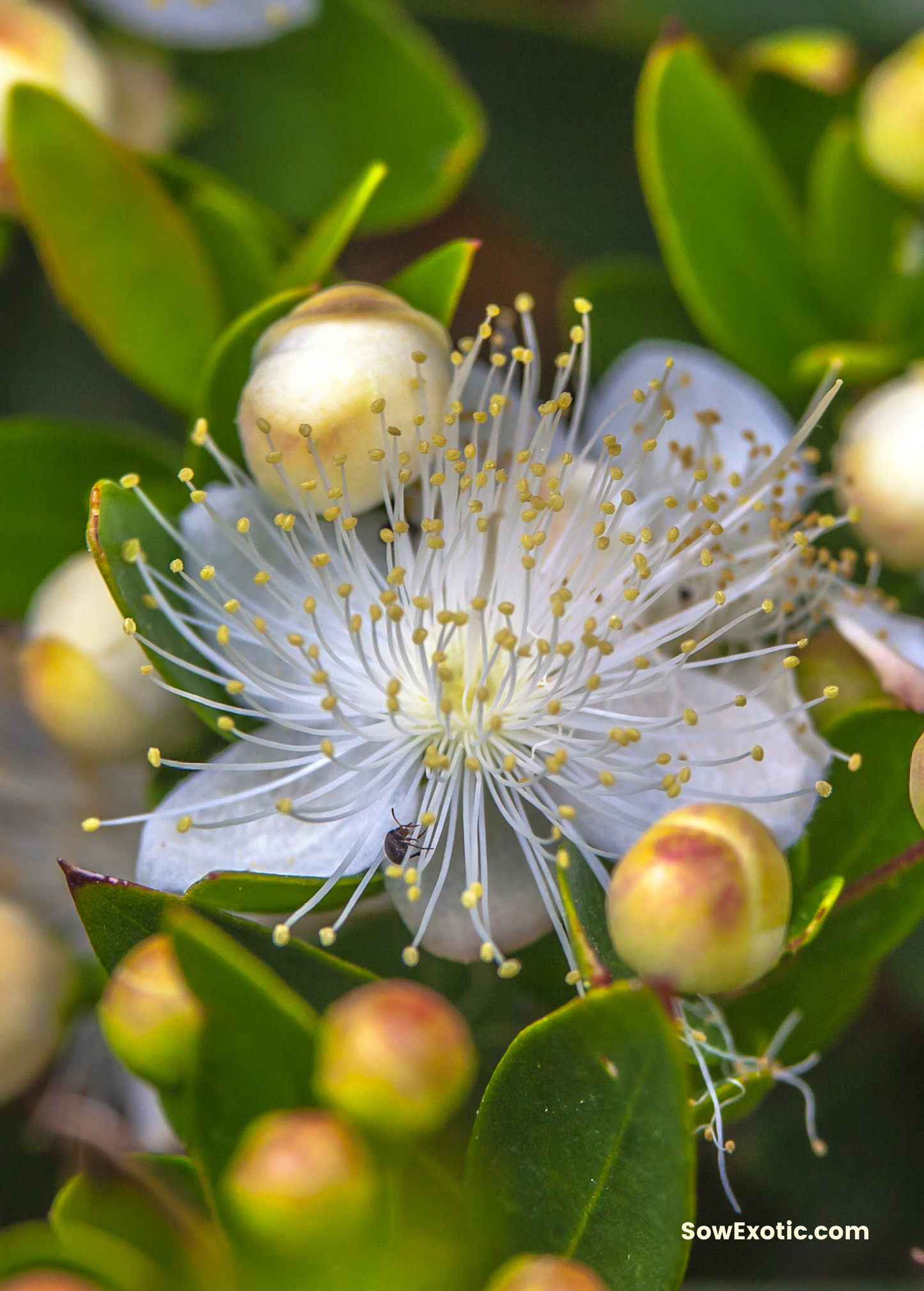 Greek Myrtle Shrub with Edible Berries & Fragrant Leaves – Myrtus communis, Mediterranean Evergreen Herb