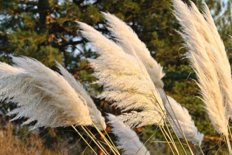 White Pampas Grass Plugs β Cortaderia selloana β Ornamental Drought Tolerant Grass with White Plumes, Landscaping, Cut Flowers