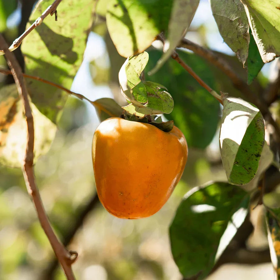 Hachiya Persimmon Cutting 6-8 Inch Unrooted for Rooting & Grafting - Diospyros kaki Asian Persimmon
