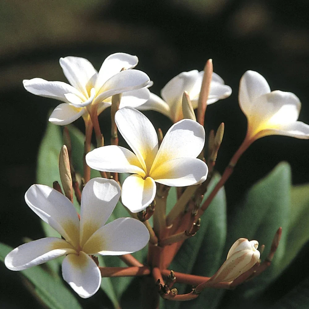 White Hawaiian Plumeria Cutting | 9-12 Inches | Fragrant Tropical Flower | Plumeria alba Starter Plant
