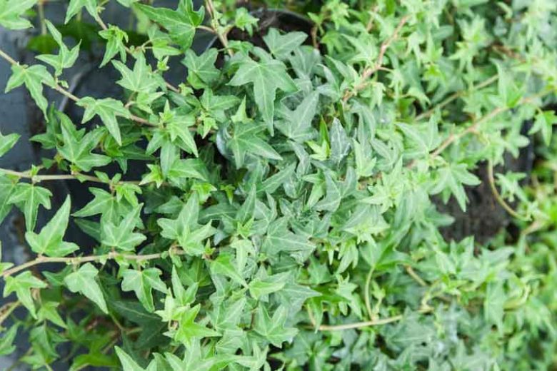 Live Needlepoint Ivy Plant in 1 Pint Pot β Hedera helix Evergreen Climber & Ground Cover, Shade Tolerant, Easy Care
