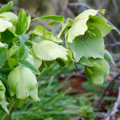 Snow Love Winter Magic Hellebore Bare Root Plant โ Helleborus orientalis Lenten Rose, Shade Perennial, Cold Hardy, Early Blooming Flower
