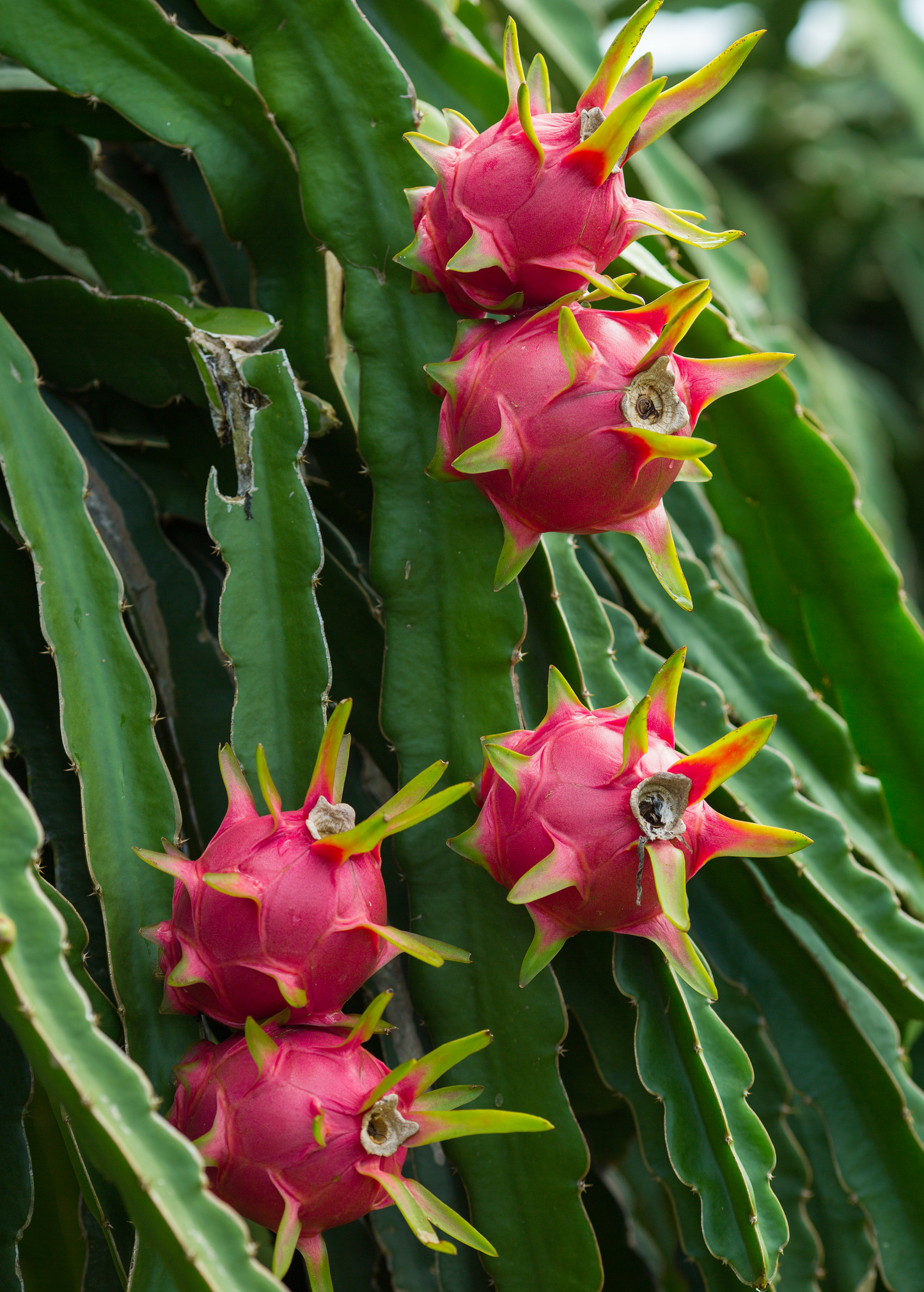Red 'Tricia' Dragon Fruit Cutting | Vining Cactus with Red Flesh | Hylocereus polyrhizus Pitaya