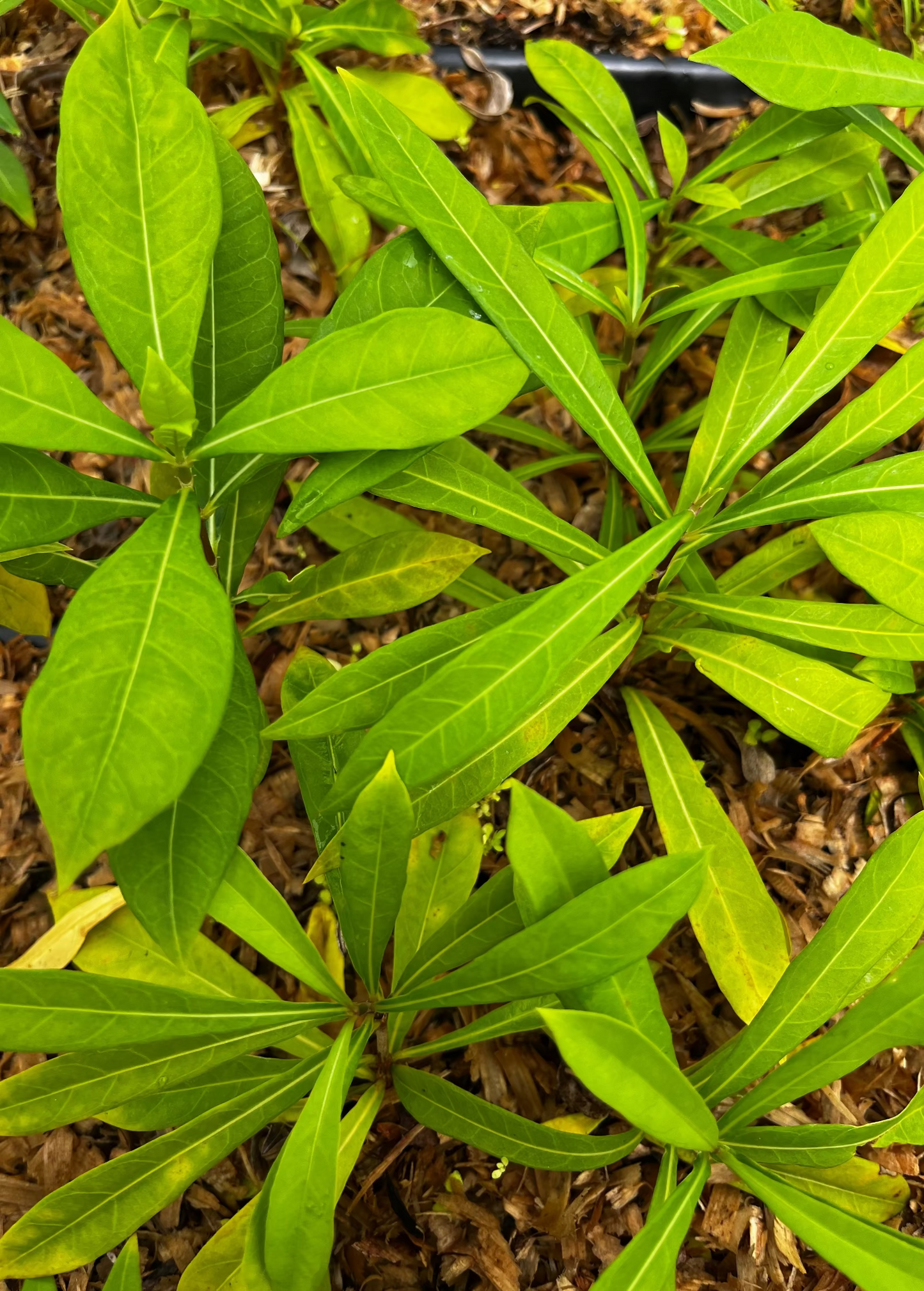 Jamaican Strongback Desmodium incanum Herbal Groundcover for Energy & Soil Enrichment